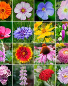 Premium Mixed Cornflower Seeds (Bachelor's Button) - Non-GMO