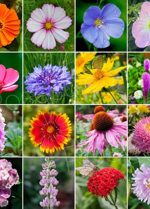 Premium Mixed Cornflower Seeds (Bachelor's Button) - Non-GMO