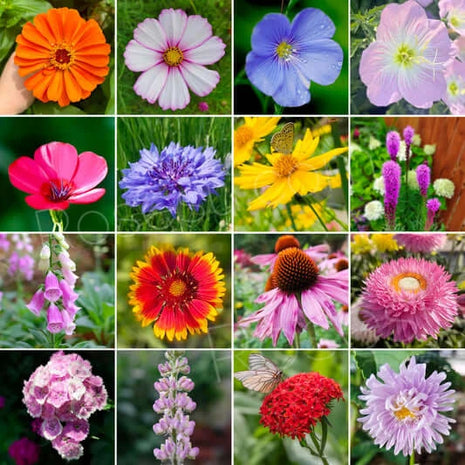 Premium Mixed Cornflower Seeds (Bachelor's Button) - Non-GMO