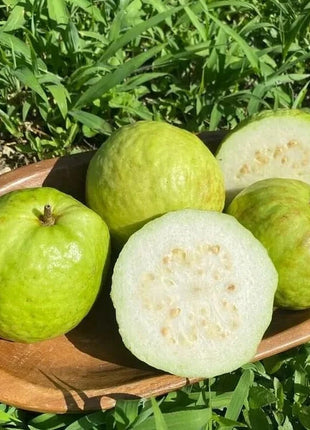 🍈Tropical Guava Growing Kit for Pots & Gardens