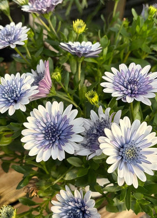 Africa Daisy Seeds-Drought-Proof Color Explosion