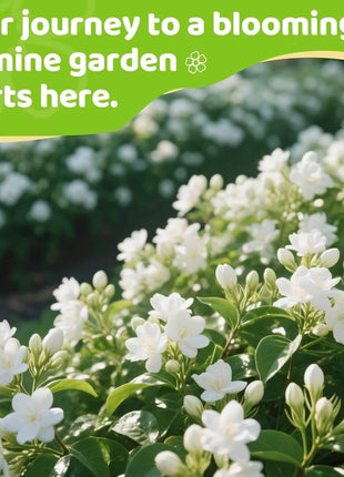 🏆 50K+ SOLD! 🌿❄️ FrostCharm Jasmine Seeds – Winter Planting, Perennial Blooms & Fragrant Garden Elegance 🌸