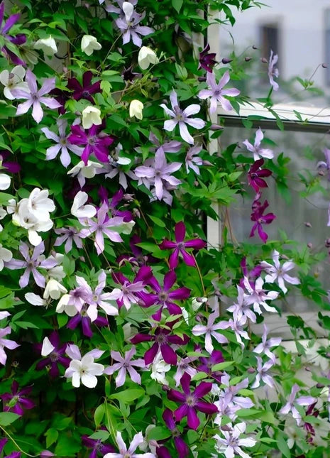 Clematis Seeds-The Queen of Climbing Vines