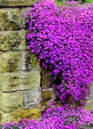 Creeping Thyme Homegrown Seeds Easy to Plant and Grow Non-GMO Perennial Flower Premium Seeds