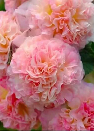 🏆 50K+ SOLD!🌺Double Hollyhock Seeds – Fall & Winter Planting, Perennial Blooms & Stunning Garden Elegance 🍂