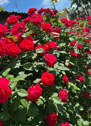 [3 days germination]🌺Climbing Rose Seeds