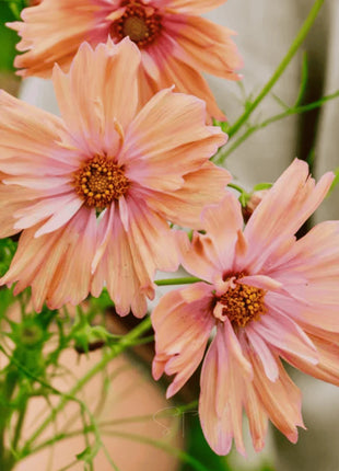Apricotta Cosmos - 25 Seeds