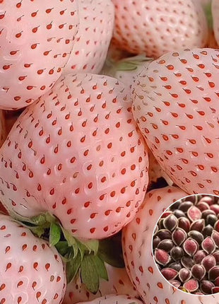 Potted strawberry seedlings for all seasons