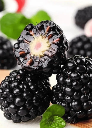 🔥Sweet Giant Blackberry Seeds