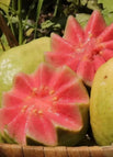 Red-hearted guava / 100 grains
