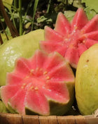 🍈Tropical Guava Growing Kit for Pots & Gardens