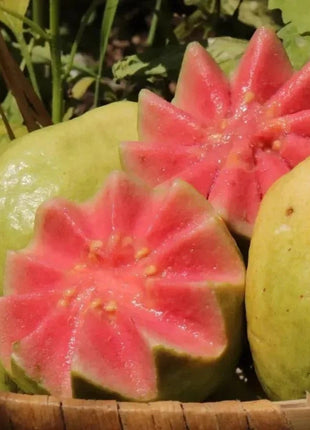 🍈Tropical Guava Growing Kit for Pots & Gardens