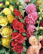 🏆 50K+ SOLD!🌺Double Hollyhock Seeds – Fall & Winter Planting, Perennial Blooms & Stunning Garden Elegance 🍂