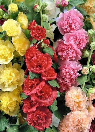 🏆 50K+ SOLD!🌺Double Hollyhock Seeds – Fall & Winter Planting, Perennial Blooms & Stunning Garden Elegance 🍂