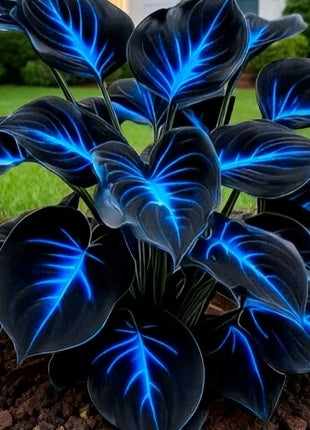 🔥🌌 Glow-in-the-Dark Garden Magic: Rare Dark Blue Flame Hostas Seeds