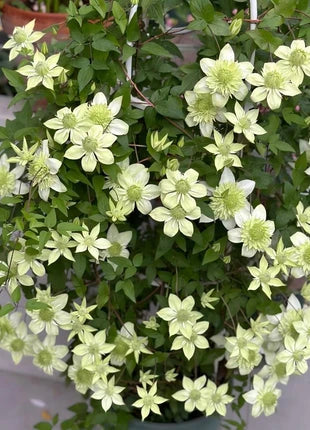 Clematis Seeds-The Queen of Climbing Vines