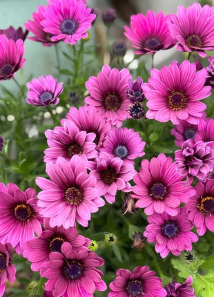Africa Daisy Seeds-Drought-Proof Color Explosion