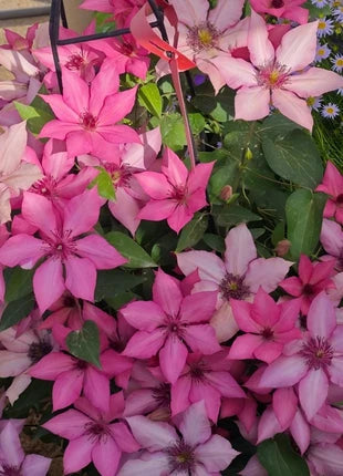 Clematis Seeds-The Queen of Climbing Vines