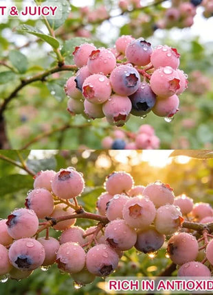 🔥50K+ SOLD!💟Premium Pink Blueberry Seeds -😋A Uniquely Delightful Taste