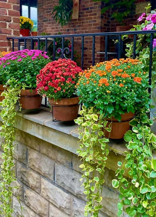 🔥2026 Hot Sale - Railing Plant Hanger