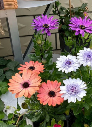 Africa Daisy Seeds-Drought-Proof Color Explosion