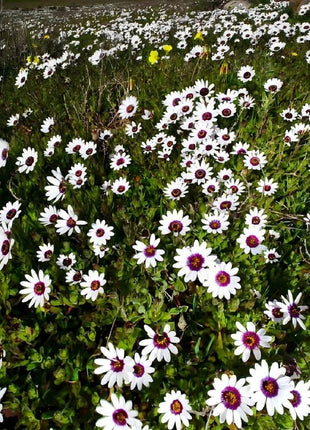 Africa Daisy Seeds-Drought-Proof Color Explosion