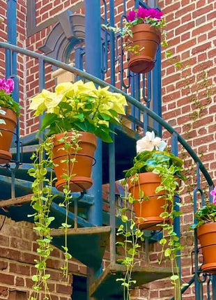 🔥2026 Hot Sale - Railing Plant Hanger