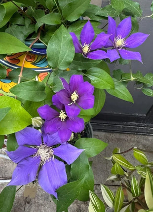 Clematis Seeds-The Queen of Climbing Vines