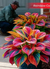 Rainbow / Set1 (100Seeds - 45Ft²)