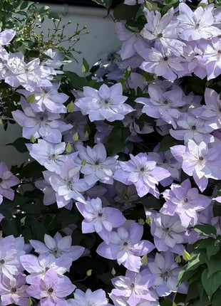 Clematis Seeds-The Queen of Climbing Vines