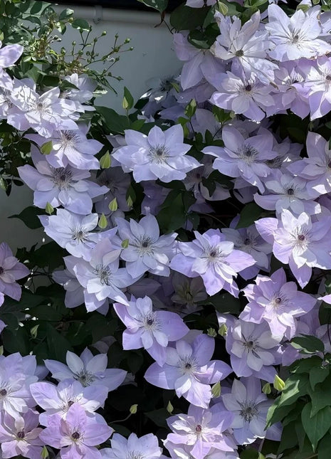 Clematis Seeds-The Queen of Climbing Vines
