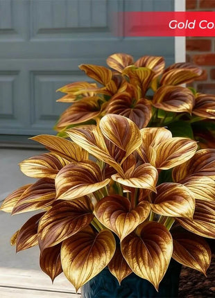 🎉Last Day Sale Off 49%🎉Celebrate America's 250th 🌱Premium Shade-Loving Hosta Seeds