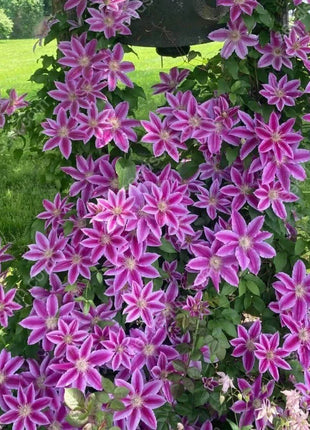 🌸 Clematis seeds - easy to grow✅ even beginners can easily handle it.