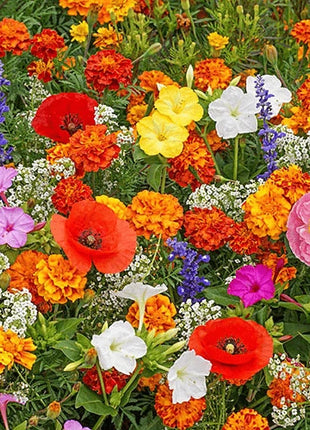 Mixed-perennial-flowers-seeds-over-60-kinds-mixed