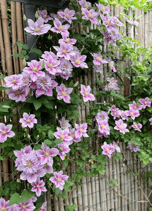 🌸 Clematis seeds - easy to grow✅ even beginners can easily handle it.
