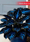 Dark Blue / Set1 (100Seeds - 45Ft²)