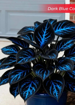 🎉Last Day Sale Off 49%🎉Celebrate America's 250th 🌱Premium Shade-Loving Hosta Seeds
