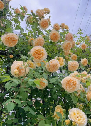 [3 days germination]🌺Climbing Rose Seeds