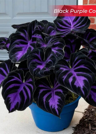 🎉Last Day Sale Off 49%🎉Celebrate America's 250th 🌱Premium Shade-Loving Hosta Seeds