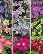 🌸 Clematis seeds - easy to grow✅ even beginners can easily handle it.