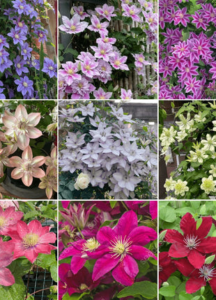 🌸 Clematis seeds - easy to grow✅ even beginners can easily handle it.