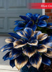 Blue / Set1 (100Seeds - 45Ft²)