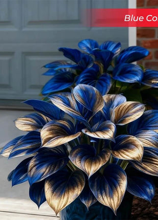 🎉Last Day Sale Off 49%🎉Celebrate America's 250th 🌱Premium Shade-Loving Hosta Seeds