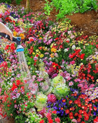 Mixed-perennial-flowers-seeds-over-60-kinds-mixed