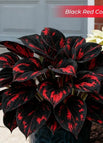 Black Red / Set1 (100Seeds - 45Ft²)