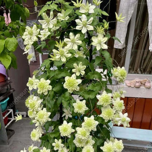 🌸 Clematis seeds - easy to grow✅ even beginners can easily handle it.