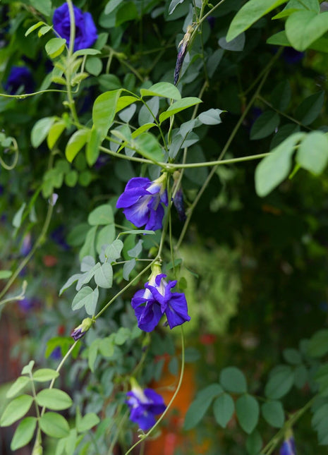 Magic Color-Changing Butterfly Pea Seeds –  Wellness Superflower