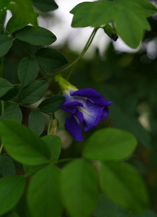 Magic Color-Changing Butterfly Pea Seeds –  Wellness Superflower
