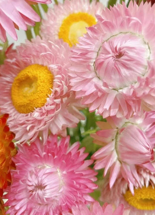 Everlasting Strawflower Seeds – Grow Vibrant, Paper-Like Blooms That Never Fade