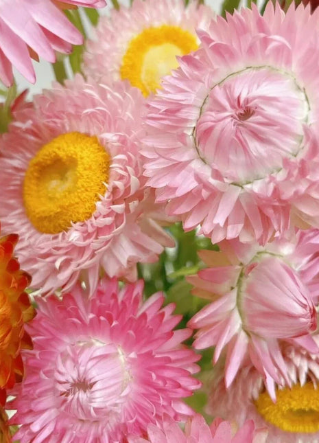Everlasting Strawflower Seeds – Grow Vibrant, Paper-Like Blooms That Never Fade